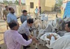 जिलाधिकारी ने कदौरा कान्हा गौशाला का किया औचक निरीक्षण, अधिकारियों को दिए सख्त निर्देश