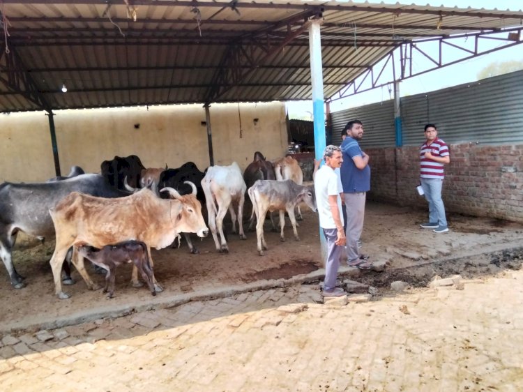 मुख्यमंत्री के निर्देश पर जनपद में गौशालाओं का निरीक्षण, गर्मी से बचाव के लिए पेयजल समेत सभी व्यवस्थाओं के पुख्ता इंतजाम के निर्देश* 