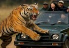 रेंज ऑफिसर को ही खींच ले गया बाघ, वन कर्मियों ने पीछा किया लेकिन नहीं बचा पाए जान