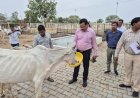 जिलाधिकारी ने किया कान्हा गौशाला का निरीक्षण, गौवंशों को गुड़-चना खिलाकर दिया गौसेवा का संदेश