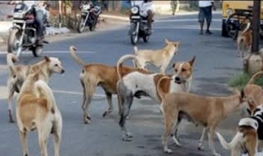 जी हाँ मै निराश्रित कुत्तों के साथ खडा हूँ 