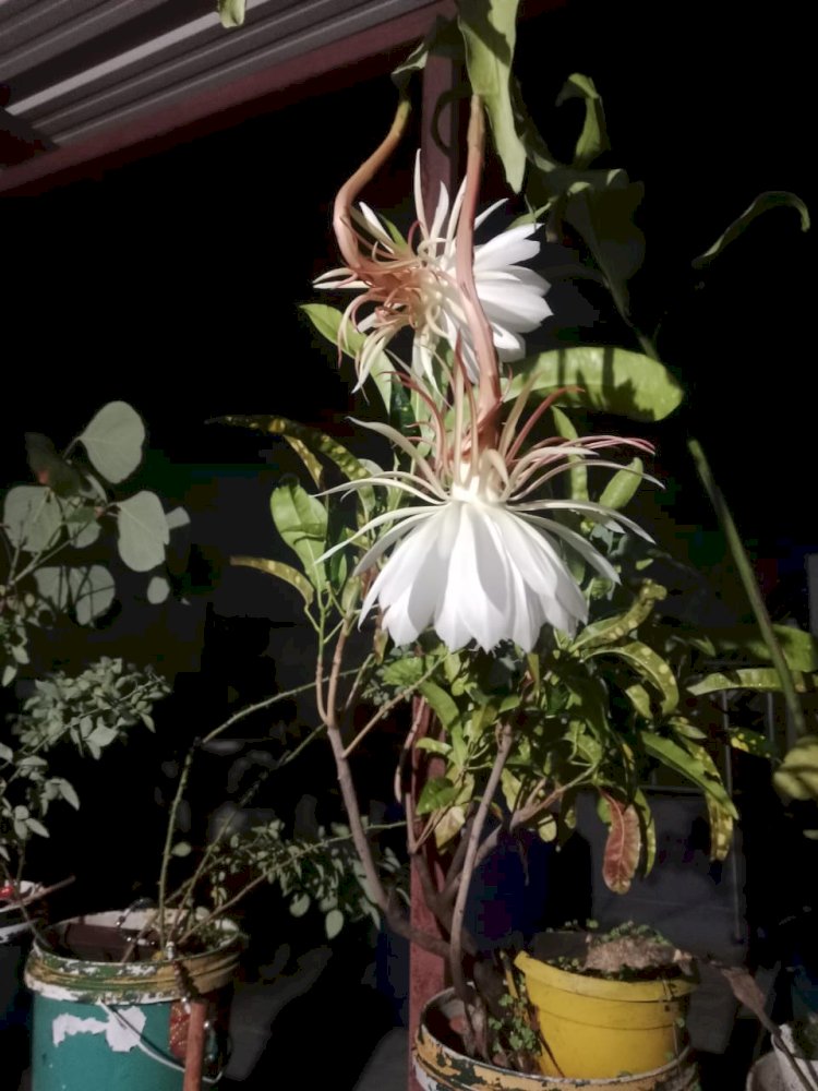 6 साल बाद लगाए पौधे में खिला दिव्य एव आलौकिक ब्रह्मकमल,  दर्शन मात्र से होती है सौभाग्य में वृद्धि, लोगों में खुशी की लहर