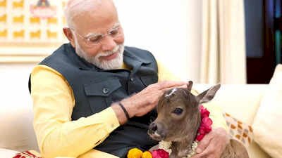 एनिमल लवर्स पर PM मोदी का तंज :  'वो लोग गाय को जानवर नहीं मानते,SC ने डॉग लवर्स के पक्ष में फैसला सुनाया था