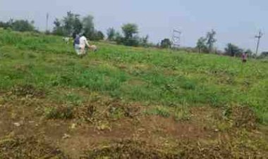 लगातार बारिश ने बढ़ाई किसानों की चिंता, मूंग की फसल पर मंडराया संकट