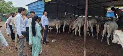 बारिश में गौवंश की सुरक्षा को लेकर DM-SP सख्त: गौशालाओं का निरीक्षण, चारा-पानी, शेड और जल निकासी दुरुस्त रखने के निर्देश