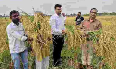 क्रॉप कटिंग में धान की उपज का किया आकलन, 43 वर्ग मीटर क्षेत्रफल में 21.120 किलोग्राम धान की पैदावार