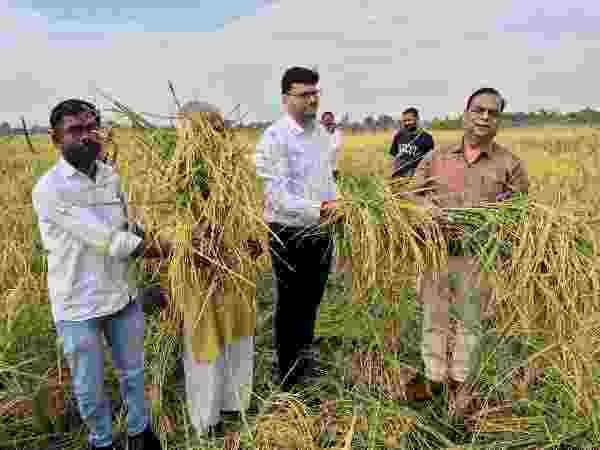 क्रॉप कटिंग में धान की उपज का किया आकलन, 43 वर्ग मीटर क्षेत्रफल में 21.120 किलोग्राम धान की पैदावार